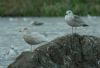 Glaucous Gull at Paglesham Lagoon (Steve Arlow) (60442 bytes)
